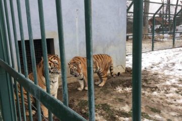 Cei doi tigri care au aproximativ 11 ani, femela Zara și masculul Franco