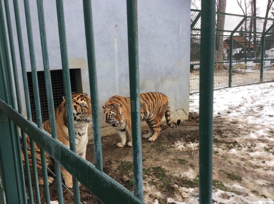 Cei doi tigri care au aproximativ 11 ani, femela Zara și masculul Franco