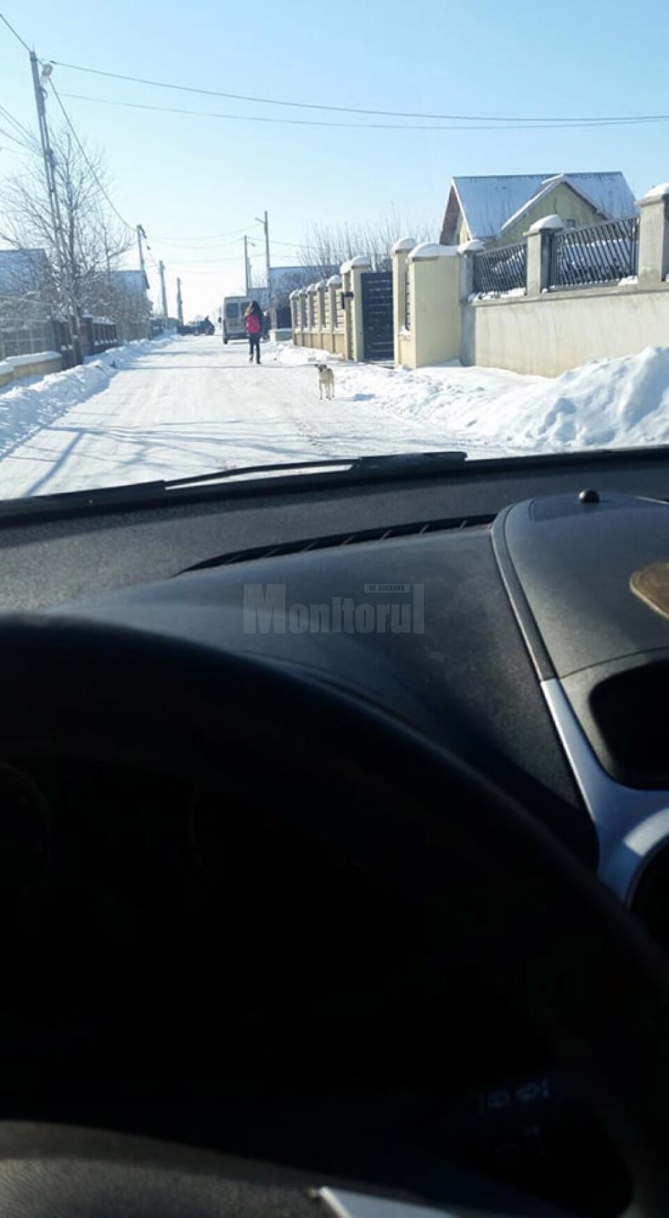 Câini fără stăpân, abandonați în Moara pe timp de noapte