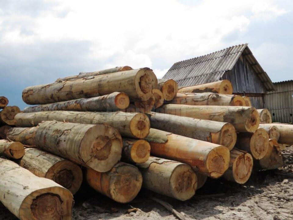 Echipele de control au constatat abateri grave în privința înregistrării avizelor de livrare a lemnului și a raportării datelor Echipele de control au constatat abateri grave în privința înregistrării avizelor de livrare a lemnului și a raportării datelor