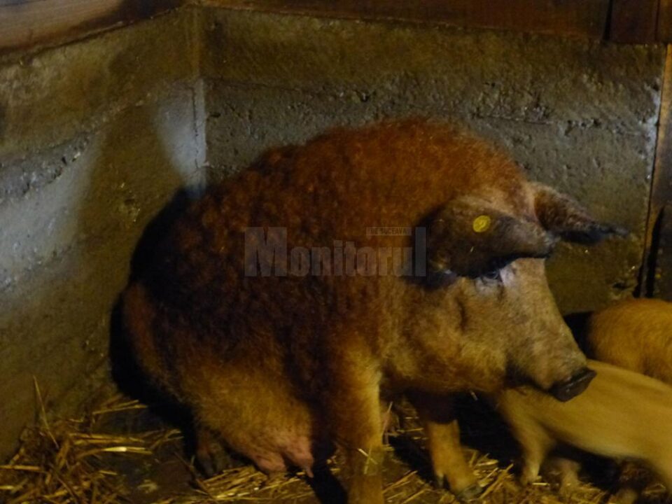 Porcii de Mangalița au o carne fragedă, suculentă și cu un conținut redus de colesterol