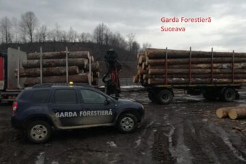 Lemn rotund, confiscat de Garda Forestieră vineri dimineață