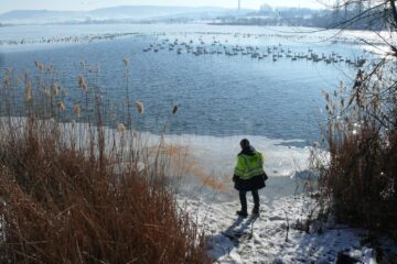 Primăria Fălticeni va hrăni zilnic lebedele de pe iazurile din acest municipiu