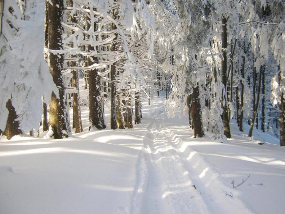 Conducerea Asociației „Protsilva”a solicitat, prin instanță, modificări ilegale de statut, cu implicații majore în regimul silvic, solicitare care a fost respinsă de judecători