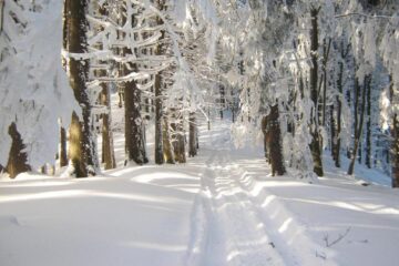 Conducerea Asociației „Protsilva”a solicitat, prin instanță, modificări ilegale de statut, cu implicații majore în regimul silvic, solicitare care a fost respinsă de judecători