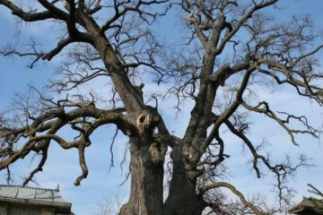 Stejarul din Cajvana. Foto: treeoftheyear.org
