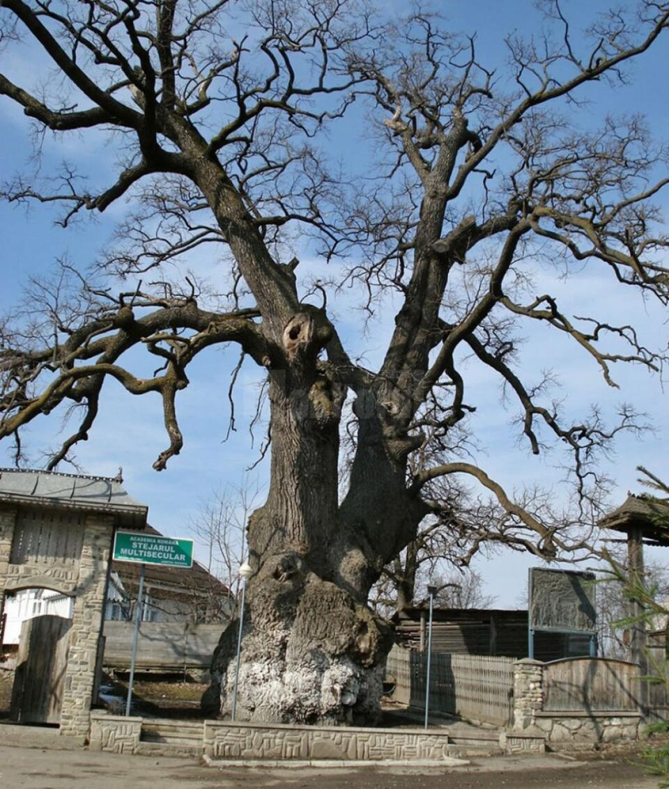 Stejarul din Cajvana. Foto: treeoftheyear.org