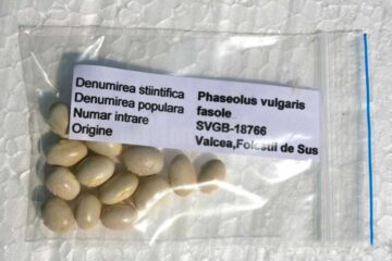 Fasole de la Banca de Gene Suceava