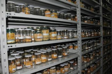 Roșii și fasole cu gustul de altădată păstrate în Banca de Gene Suceava, cerute de aproape 2.000 de cultivatori din țară
