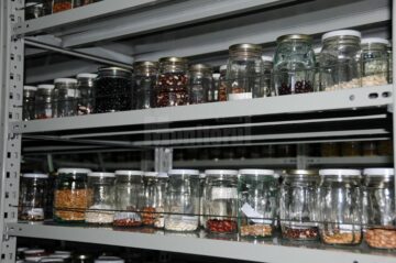 Roșii și fasole cu gustul de altădată păstrate în Banca de Gene Suceava, cerute de aproape 2.000 de cultivatori din țară