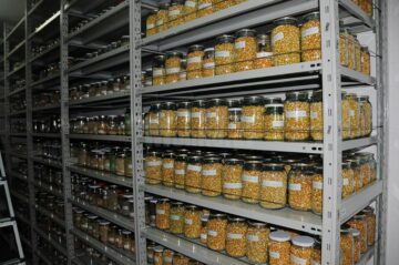 Sortimente diverse de porumb, conservate în spațiile Băncii de Gene
