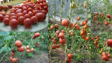 Roșii și fasole cu gustul de altădată păstrate în Banca de Gene Suceava, cerute de aproape 2.000 de cultivatori din țară