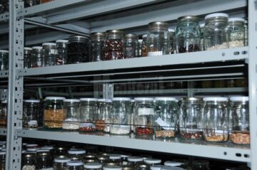 Roșii și fasole cu gustul de altădată păstrate în Banca de Gene Suceava, cerute de aproape 2.000 de cultivatori din țară