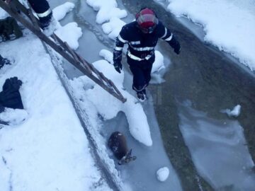 Pui de căprioară, salvat de pompieri din albia unui pârâu