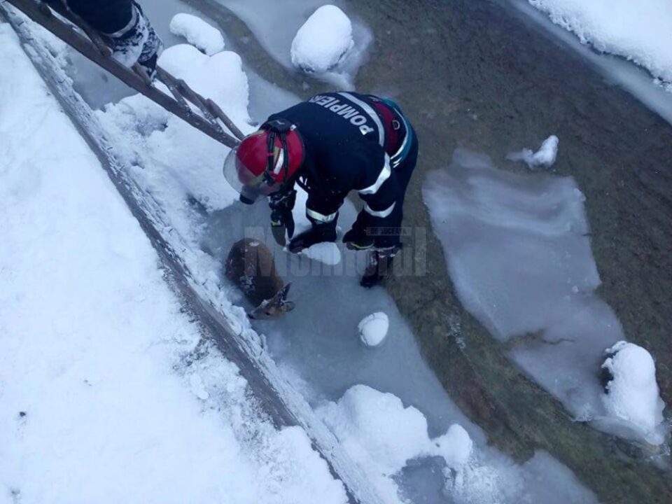 Echipajul de la Detașamentul de pompieri Câmpulung Moldovenesc a acționat imediat, puiul fiind ridicat din zona în care era blocat, învelit și dus la căldură Echipajul de la Detașamentul de pompieri Câmpulung Moldovenesc a acționat imediat, puiul fiind ridicat din zona în care era blocat, învelit și dus la căldură