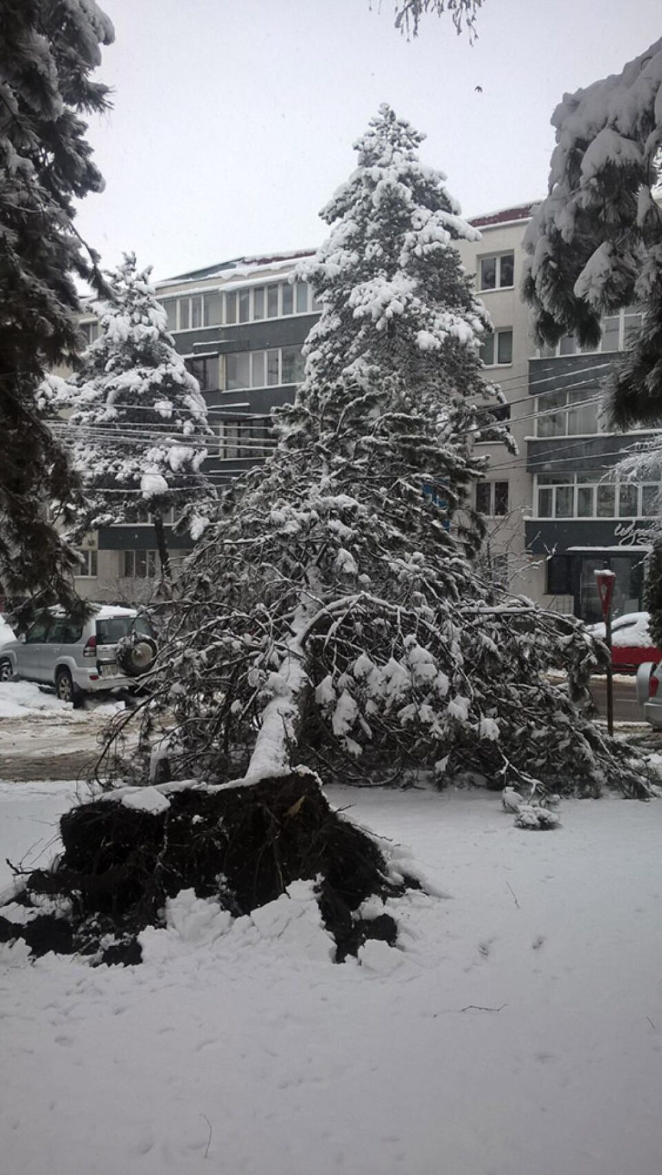 Arbori rupți sau căzuți, în mai multe zone ale Sucevei, din cauza zăpezii grele