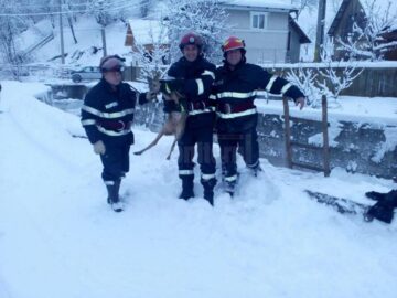Pui de căprioară, salvat de pompieri din albia unui pârâu