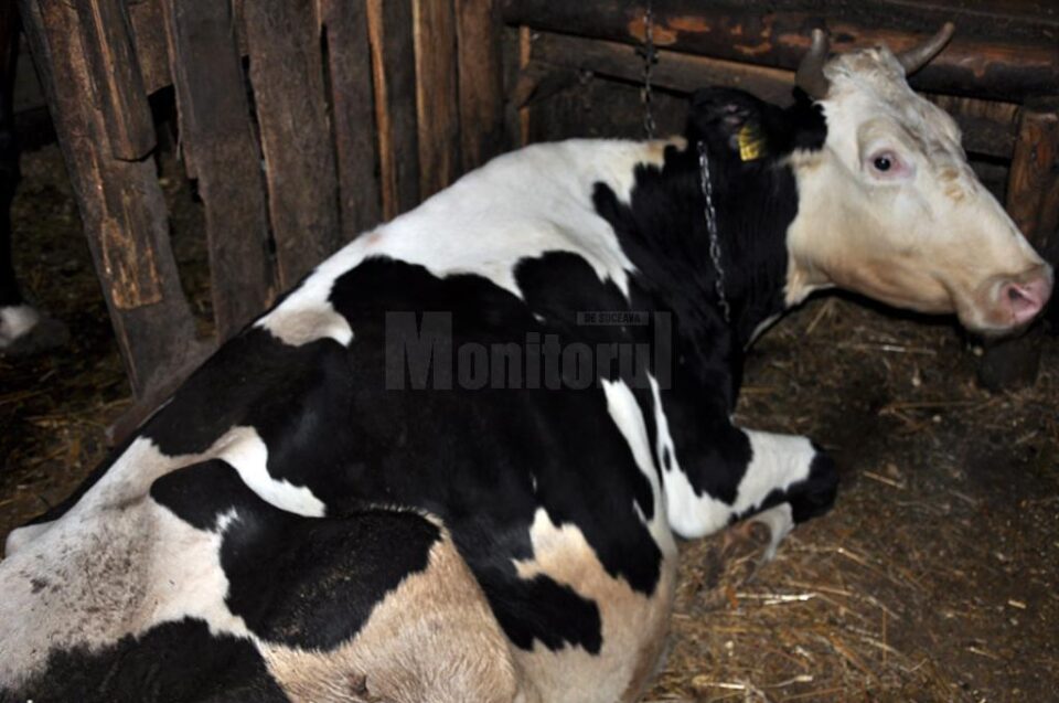 Datele oficiale indică o scădere a efectivelor de bovine din județ cu aproape 40%, în doar cinci ani de zile Datele oficiale indică o scădere a efectivelor de bovine din județ cu aproape 40%, în doar cinci ani de zile