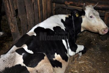 Datele oficiale indică o scădere a efectivelor de bovine din județ cu aproape 40%, în doar cinci ani de zile Datele oficiale indică o scădere a efectivelor de bovine din județ cu aproape 40%, în doar cinci ani de zile