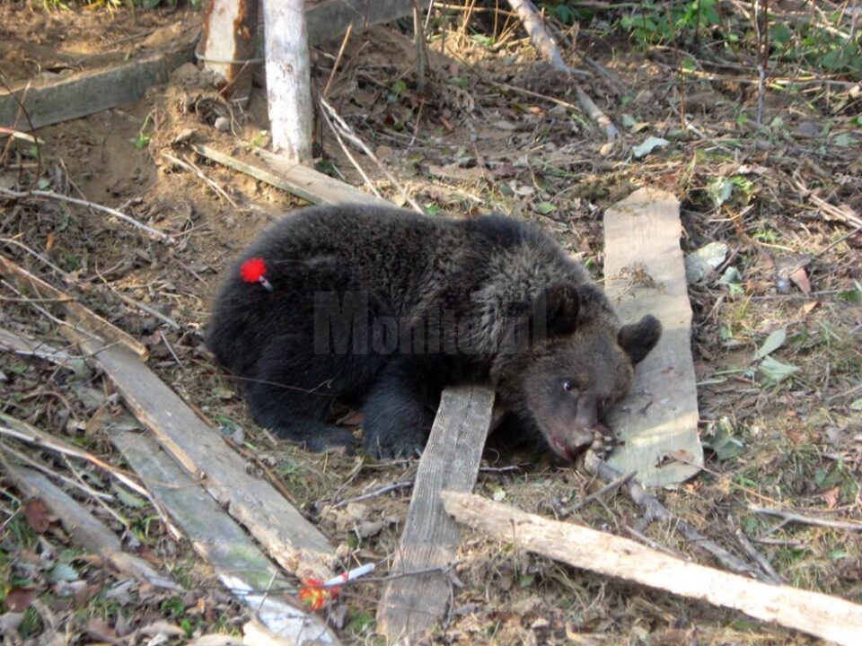 Pui de urs tranchilizat