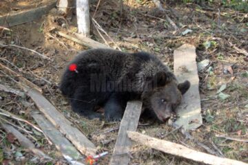 Pui de urs tranchilizat