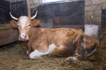 Familia Huțan a primit o vacă, pentru a le asigura copiilor o sursă de mâncare zilnică Familia Huțan a primit o vacă, pentru a le asigura copiilor o sursă de mâncare zilnică