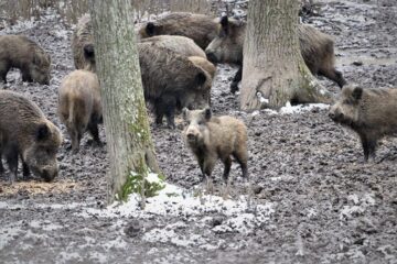Hrană suplimentară pentru animalele din pădurile Sucevei, pentru a trece cu bine de ger