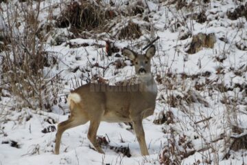 Una dintre principalele preocupări ale silvicultorilor suceveni în această perioadă este să le asigure suplimente diversificate de hrană, dar și sare, în principal cervidelor și mistreților