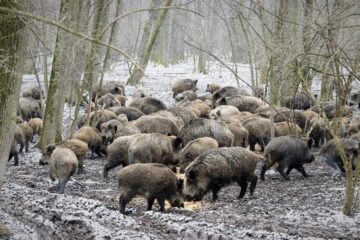 Hrană suplimentară pentru animalele din pădurile Sucevei, pentru a trece cu bine de ger