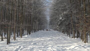 Hrană suplimentară pentru animalele din pădurile Sucevei, pentru a trece cu bine de ger