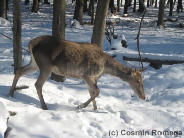 Hrană suplimentară pentru animalele din pădurile Sucevei, pentru a trece cu bine de ger