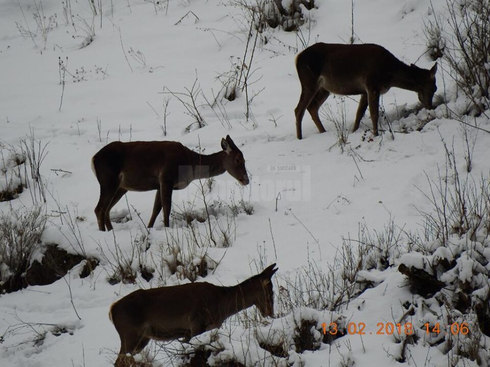 Efectivele de animale sălbatice care fac parte din patrimoniul cinegetic al județului, evaluate anual de către inspectorii de specialitate din cadrul Gărzii Forestiere Suceava Efectivele de animale sălbatice care fac parte din patrimoniul cinegetic al județului, evaluate anual de către inspectorii de specialitate din cadrul Gărzii Forestiere Suceava