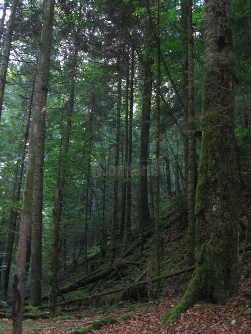 Slatioara