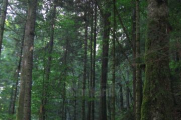Slatioara