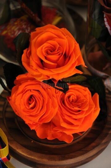 Queen Concept Flowers - o ofertă bogată de flori pentru suflet