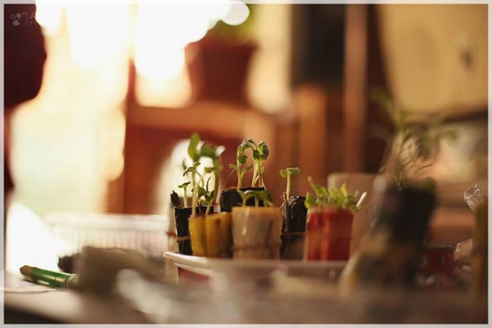Semințe de plante tradiționale, oferite gratuit la prima ediție a evenimentului „Semințe Libere - Semințe Bucovinene”