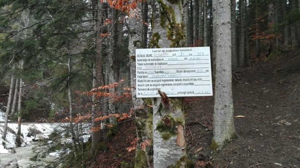 Taierile de arbori de pe Rarau, lucrari autorizate si efectuate conform regulilor