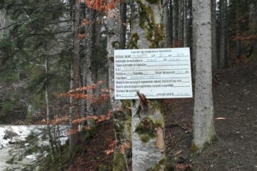 Taierile de arbori de pe Rarau, lucrari autorizate si efectuate conform regulilor