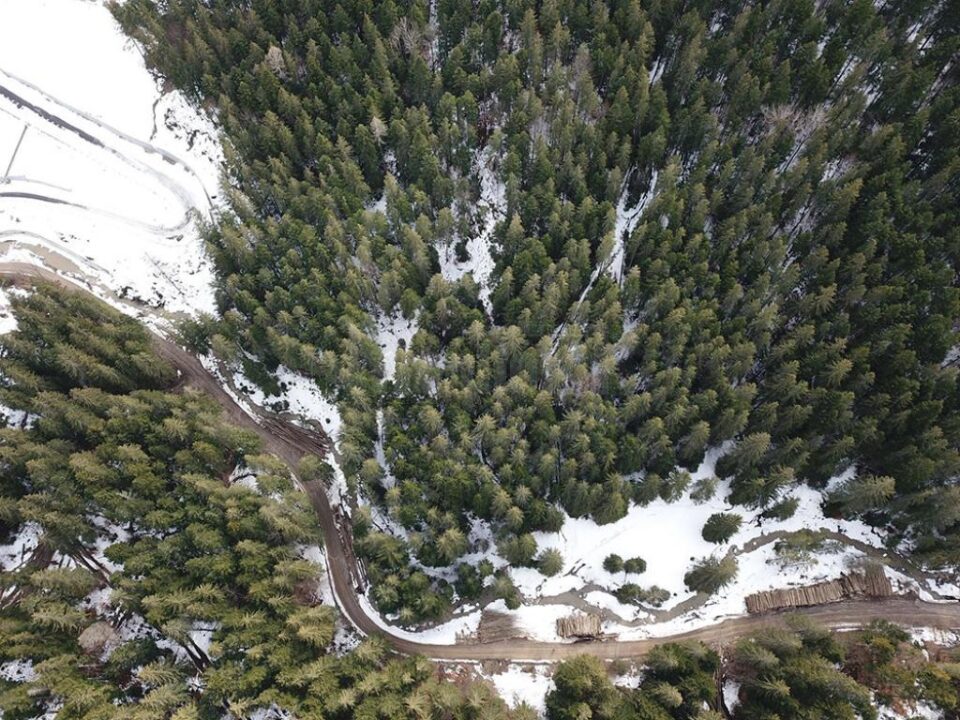 Drumul forestier și mormanele de bușteni de pe marginea sa