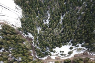 Drumul forestier și mormanele de bușteni de pe marginea sa