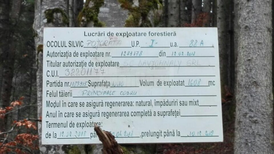 Taierile de arbori de pe Rarau, lucrari autorizate si efectuate conform regulilor 2
