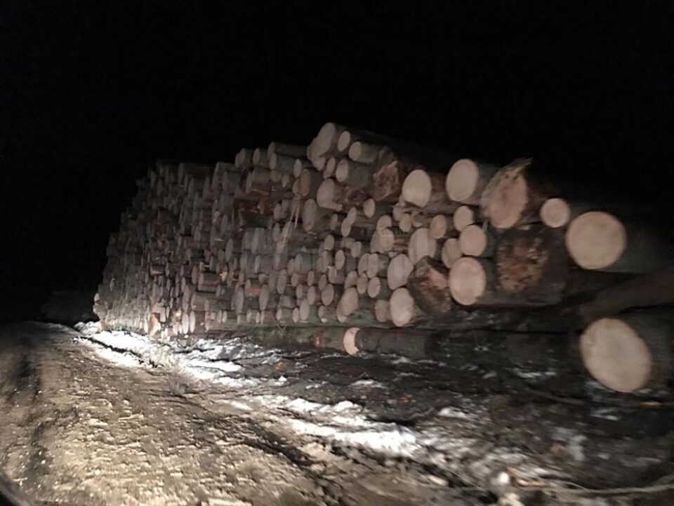 Tăieri de arbori pe masivul Rarău, semnalate Gărzii Forestiere Suceava