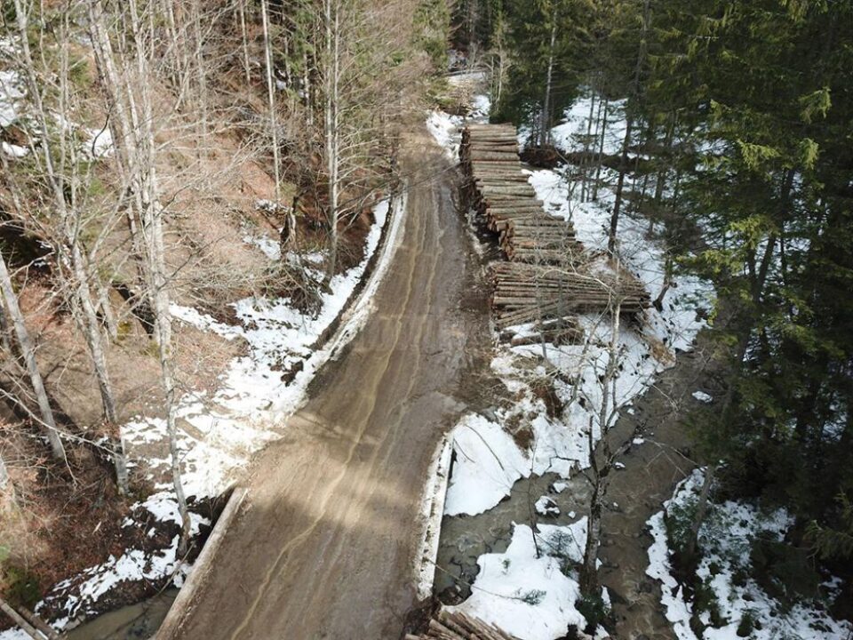 Tăieri de arbori pe masivul Rarău, semnalate Gărzii Forestiere Suceava
