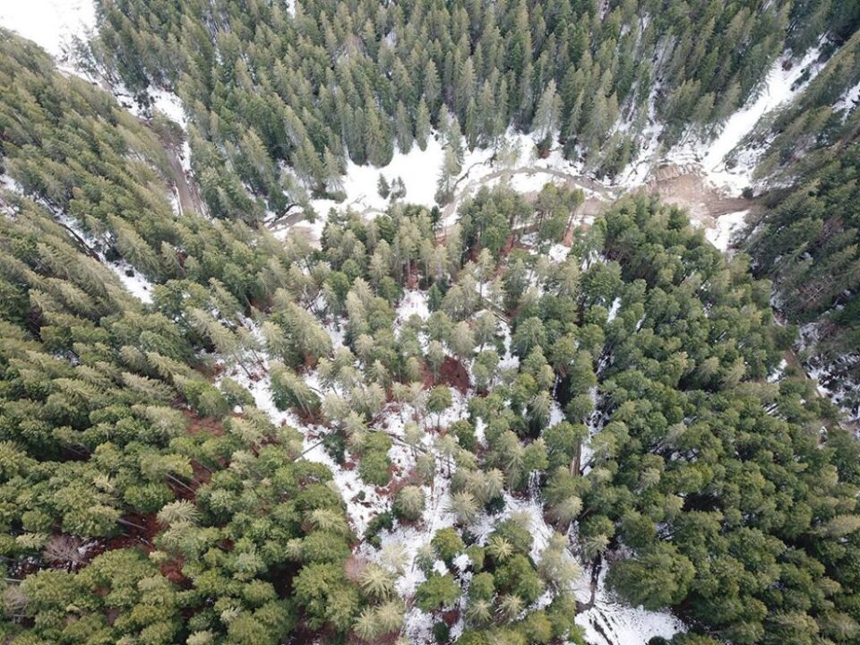 Alarmă falsă în cazul tăierilor de arbori de pe Rarău, semnalate Gărzii Forestiere