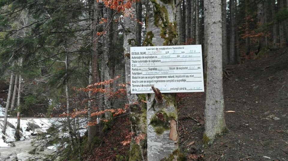 Alarmă falsă în cazul tăierilor de arbori de pe Rarău, semnalate Gărzii Forestiere