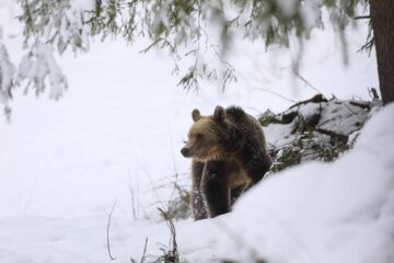 Numărul urșilor din pădurile de stat din Suceava este undeva la 190 de exemplare. Foto: Silviu Matei
