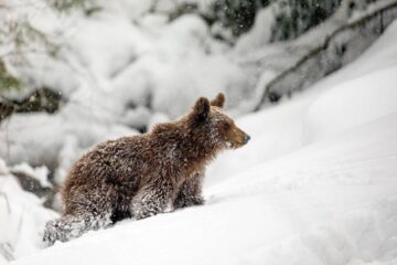 Numărul urșilor din pădurile de stat din Suceava este undeva la 190 de exemplare. Foto: Silviu Matei