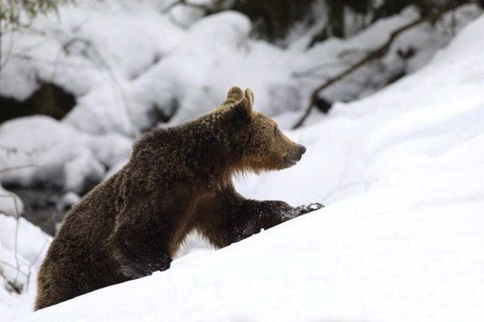 Urs tânăr, ieșit din hibernare. Foto: Silviu Matei