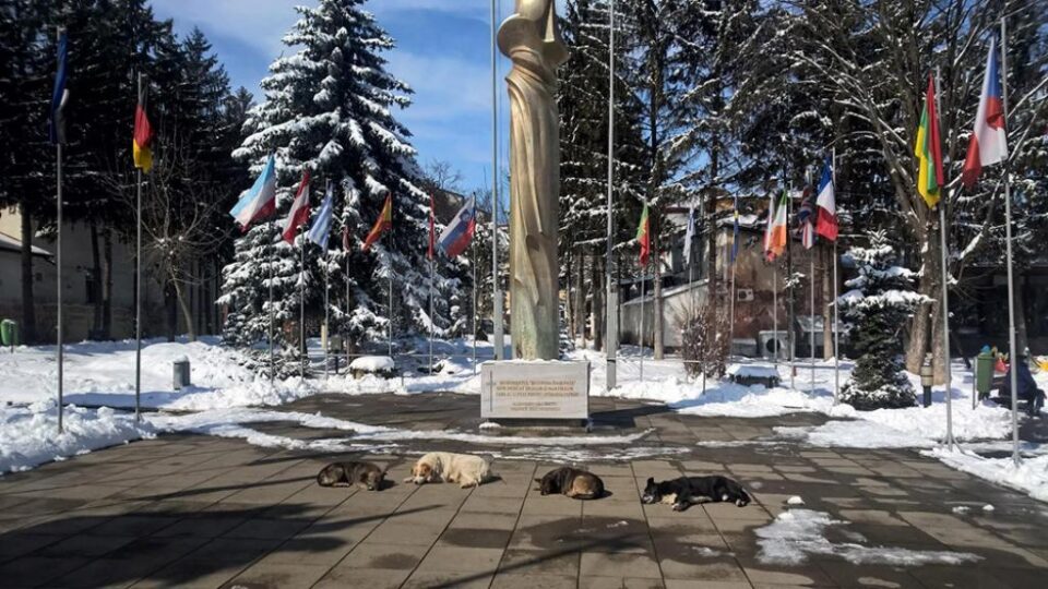 Cușnir arată că Suceava este destinație de excelență, dar problema câinilor fără stăpâni nu a fost încă rezolvată