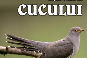 Ziua Cucului, lecție muzeală pentru copii la Muzeul de Științele Naturii Suceava